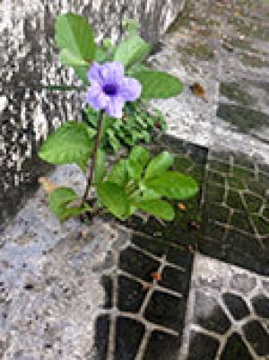 Seperti Bunga yang tumbuh di trotoar